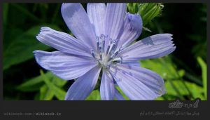 عرق کاسنی و خواص آن